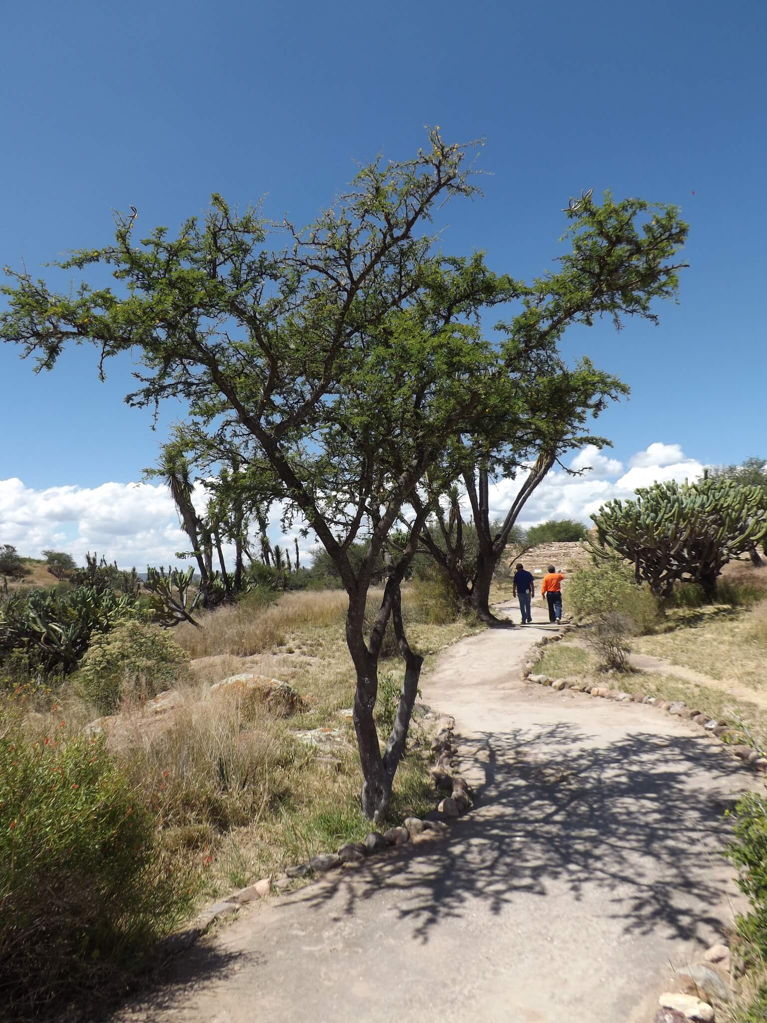 Acacia schaffneri